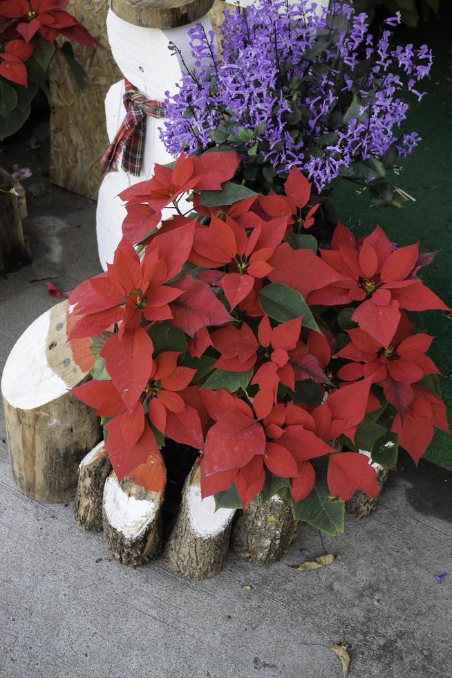 flor de pascua de navidad y otras flores foto