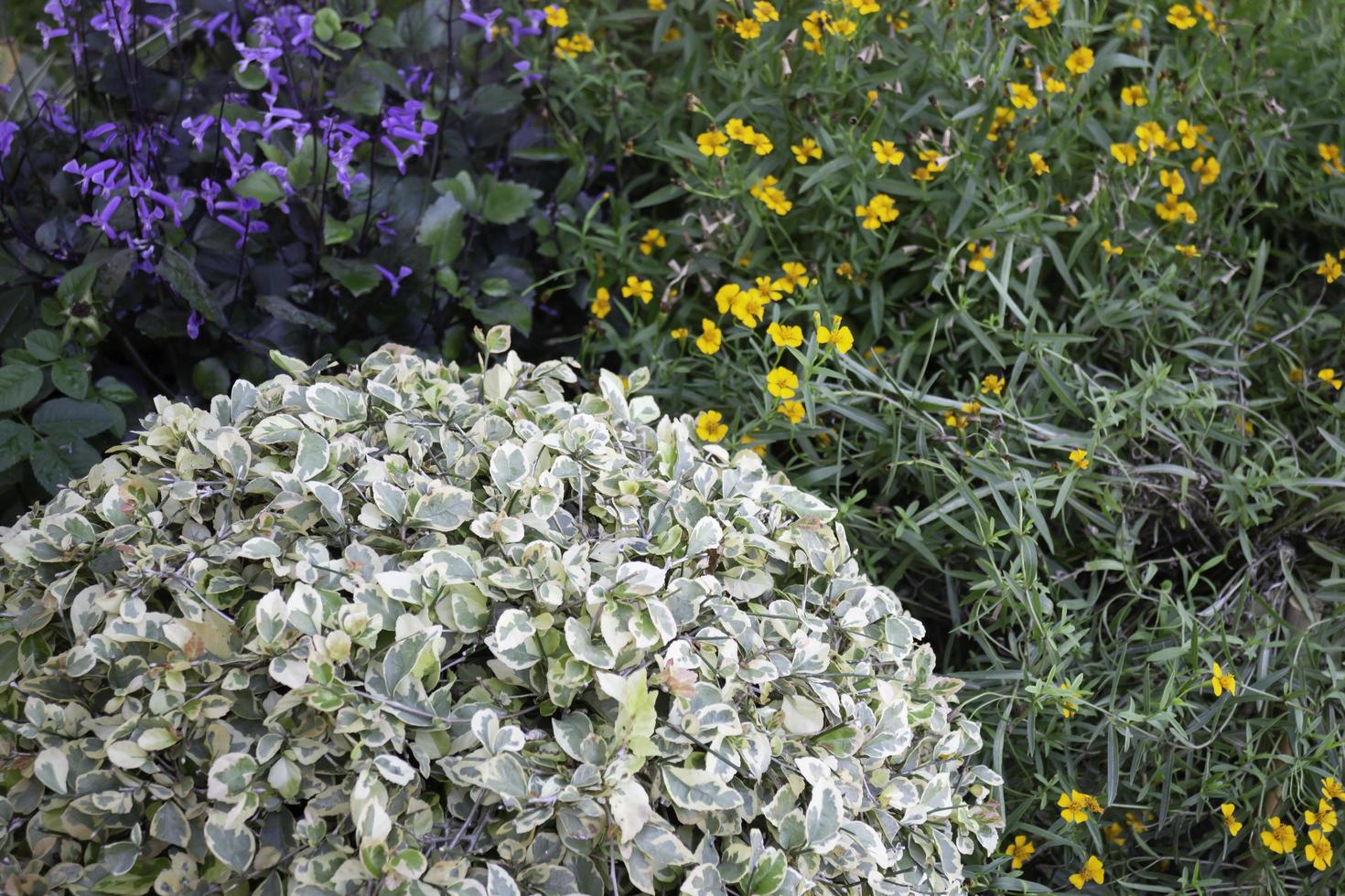 jardín con flores foto