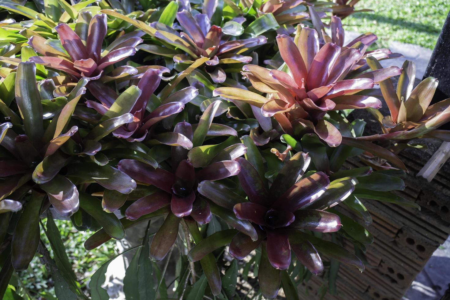 Purple plants in pots photo