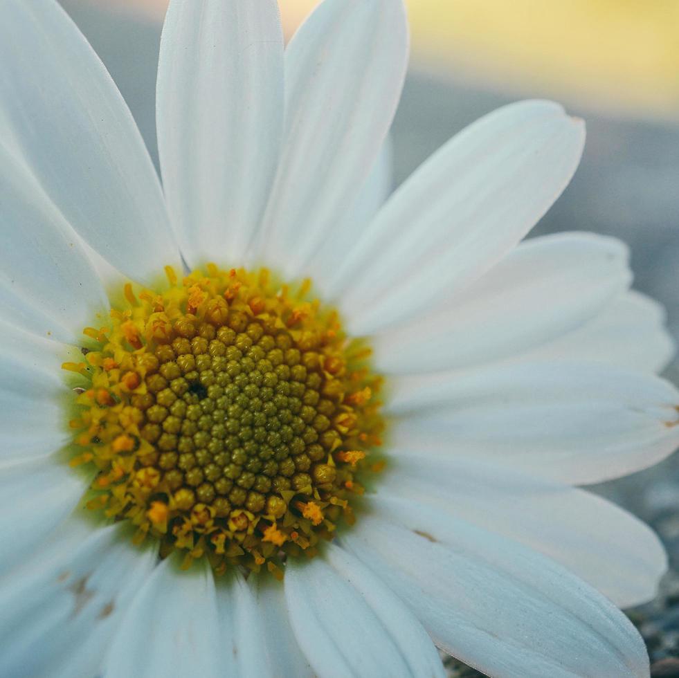 hermosa flor de margarita blanca en la temporada de primavera foto