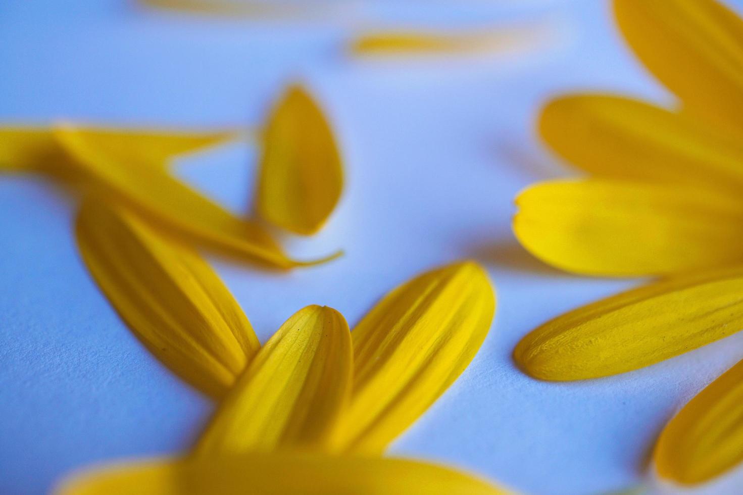 pétalos de una flor amarilla en la temporada de primavera foto