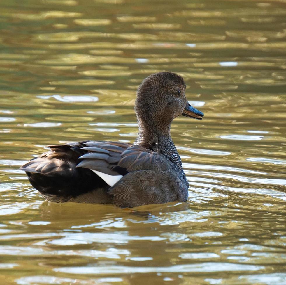 Brown duck on the water photo