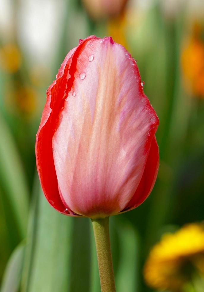 Red pink tulip flowers in the garden in the spring season photo