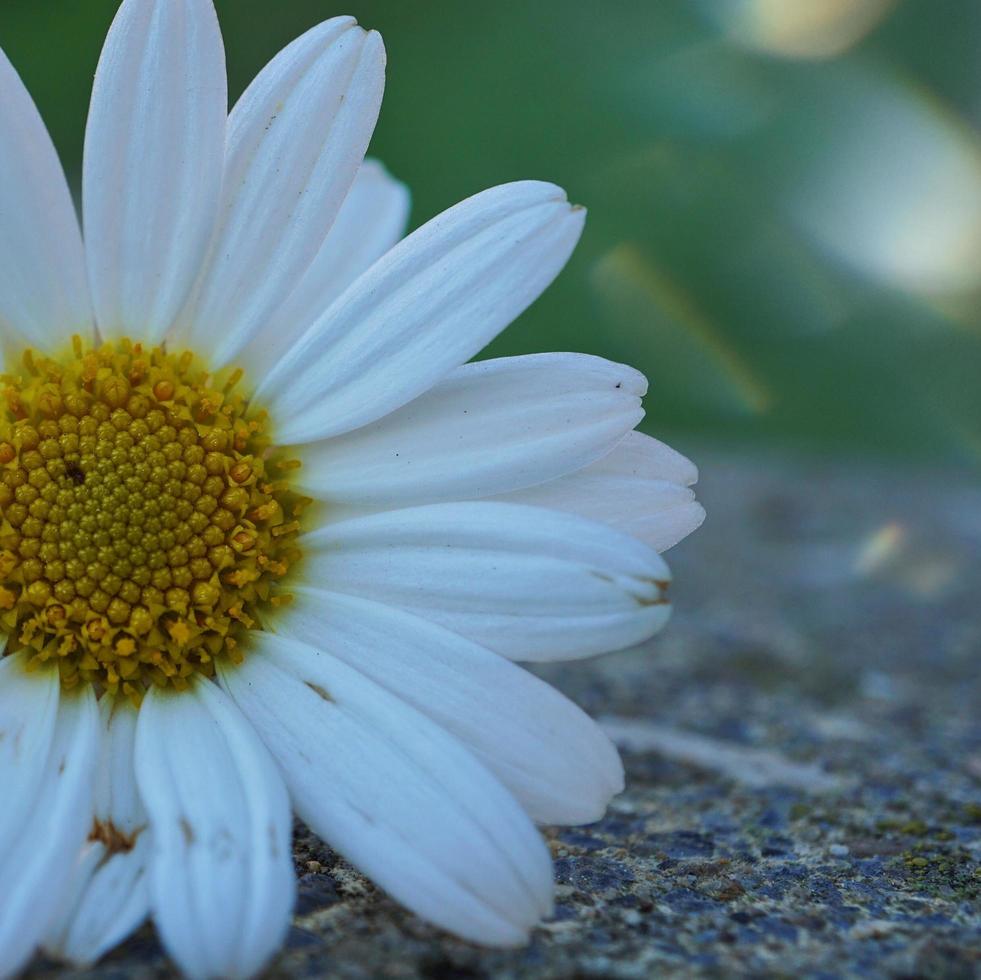 Beautiful white daisy flower in the spring season photo