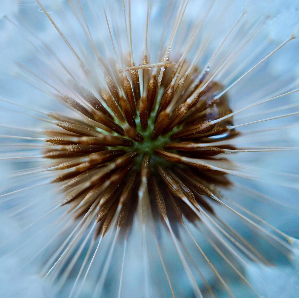 hermosa semilla de flor de diente de león en la temporada de primavera foto