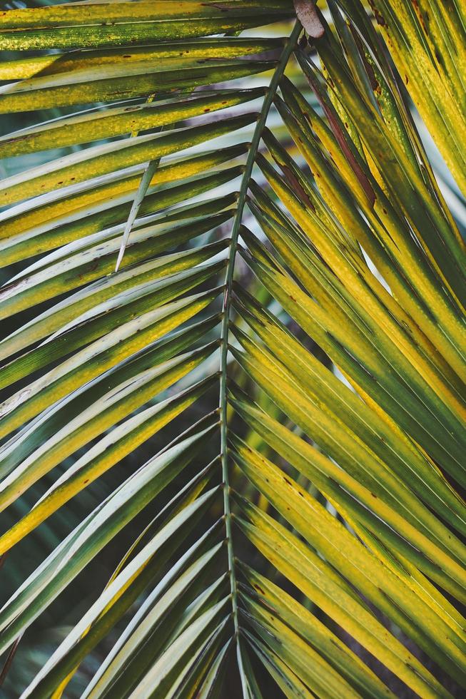 Green palm tree leaves background photo