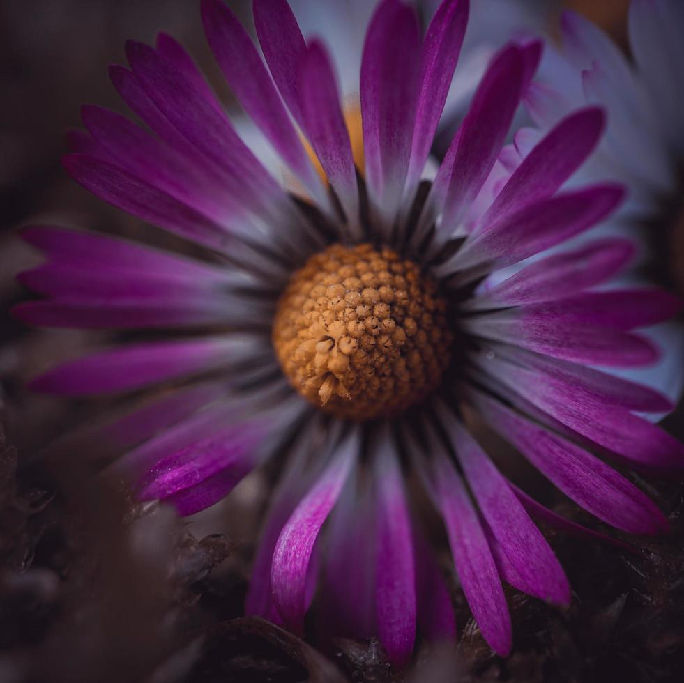 White and pink daisy flower in the spring season photo