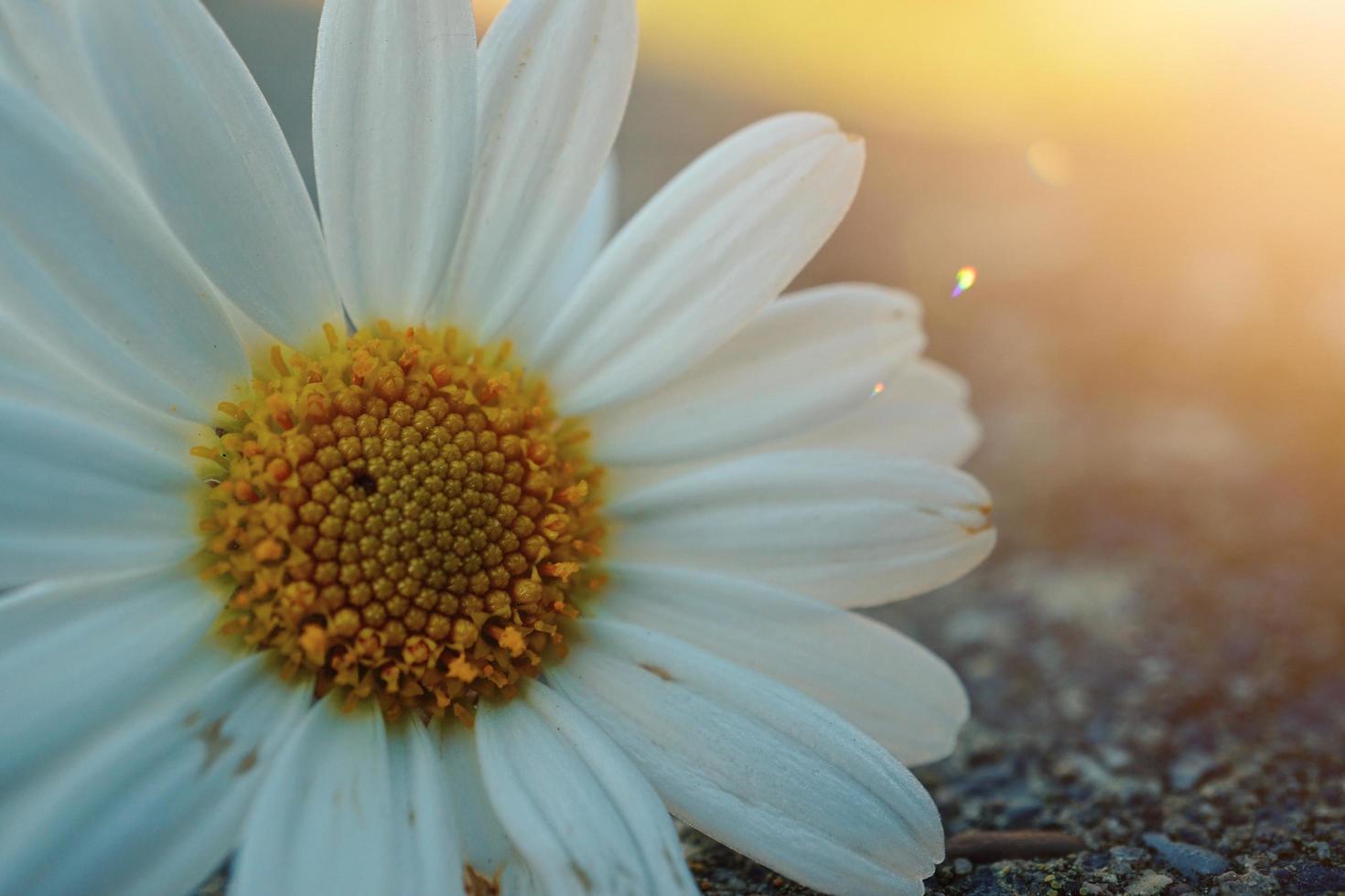 White daisy flower in the spring season photo