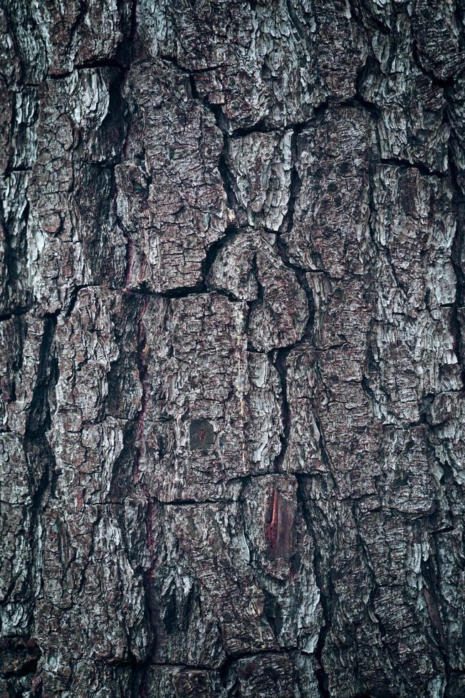 Close up of a tree trunk textured background photo