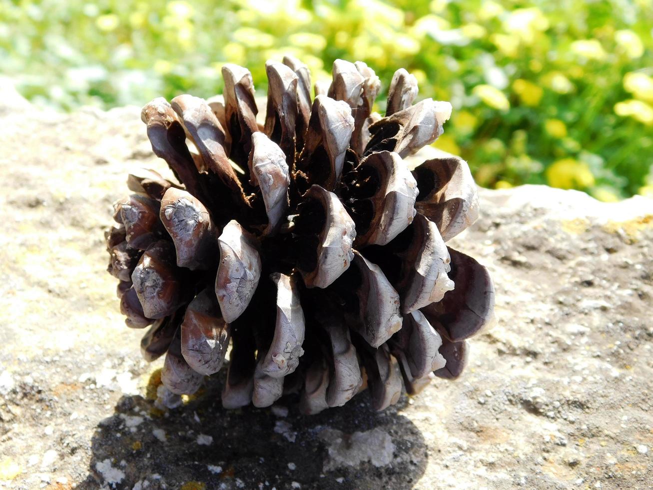 Close-up de cono de pino sobre la superficie de la roca al aire libre foto