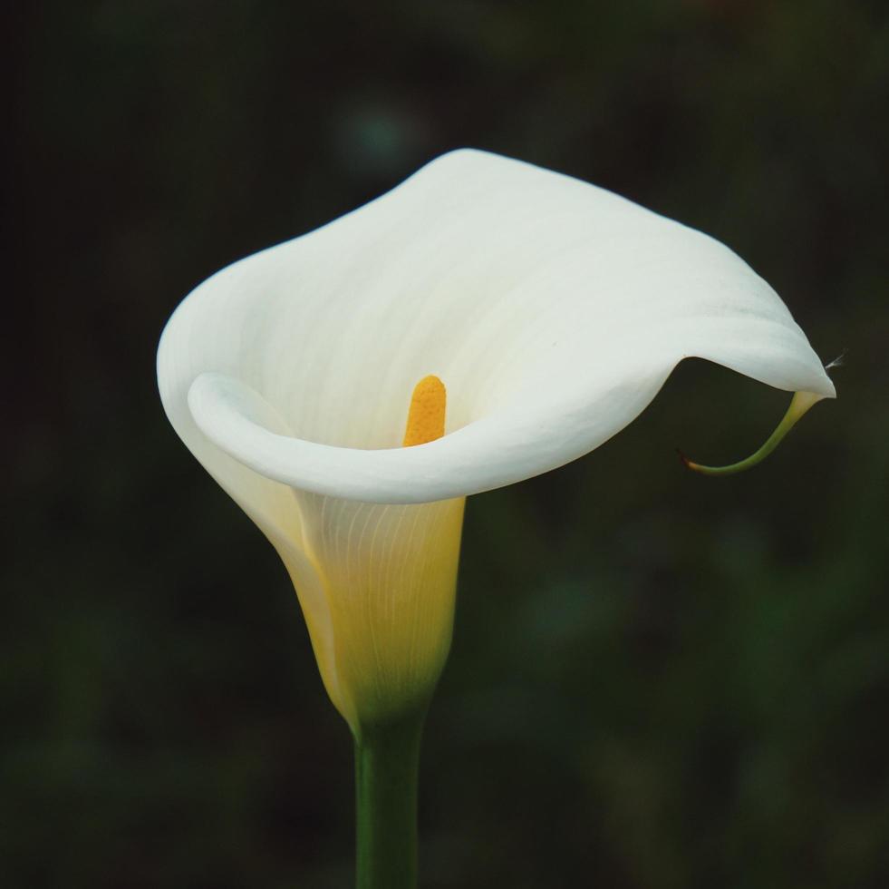 Beautiful white lily calla flower in the spring season photo