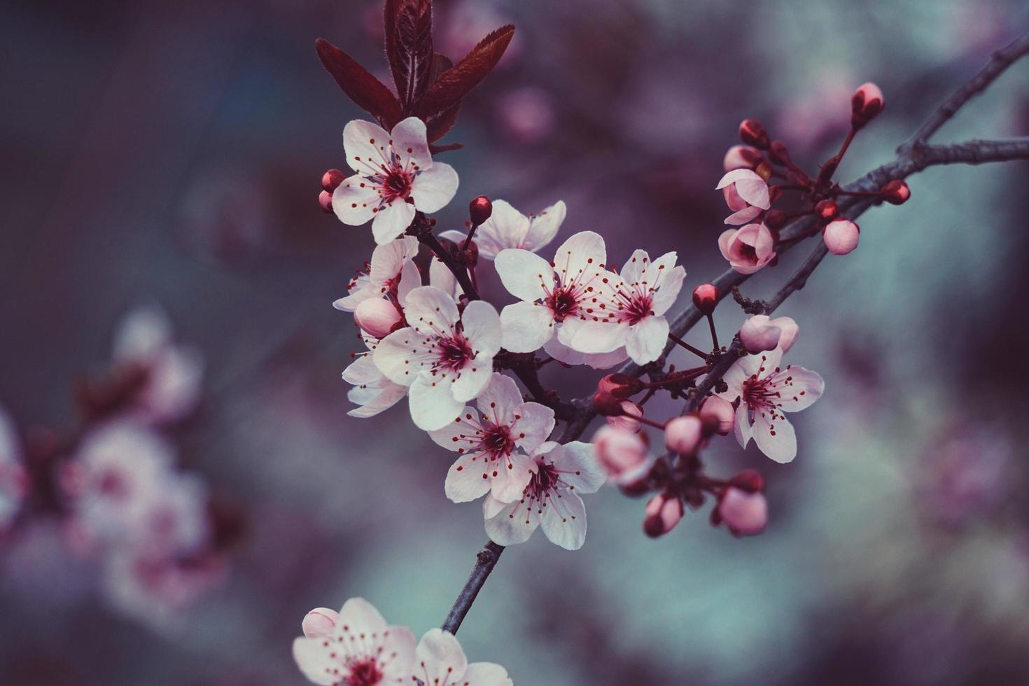 Pink flower in the spring season photo