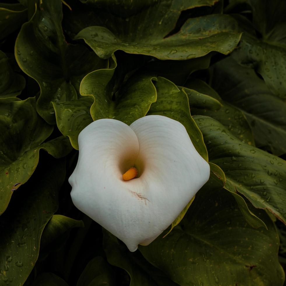 hermosa flor de cala de lirio blanco en la temporada de primavera foto