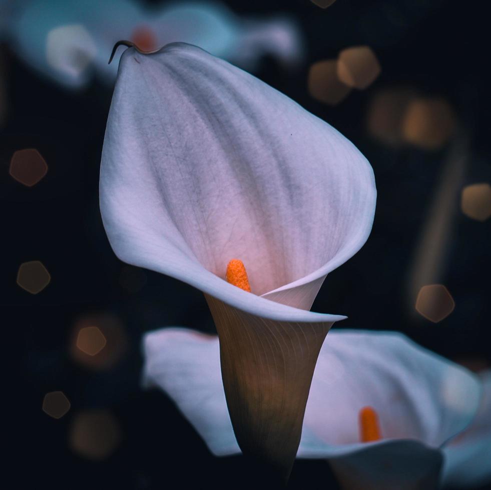 hermosa flor de cala de lirio blanco en la temporada de primavera foto