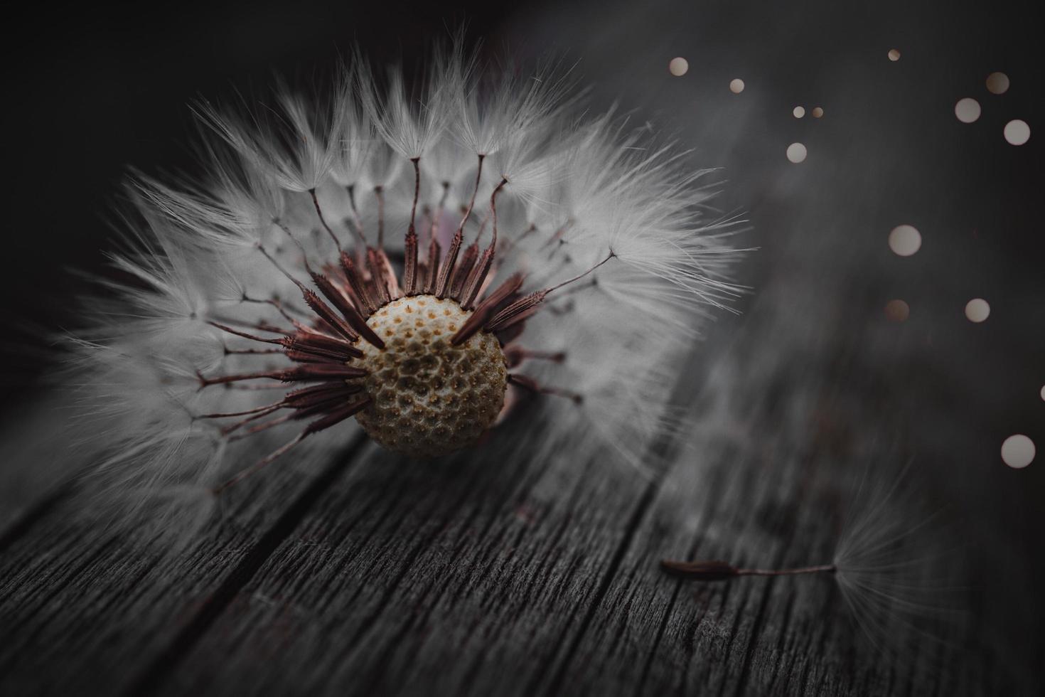 Beautiful dandelion seed in the spring season photo