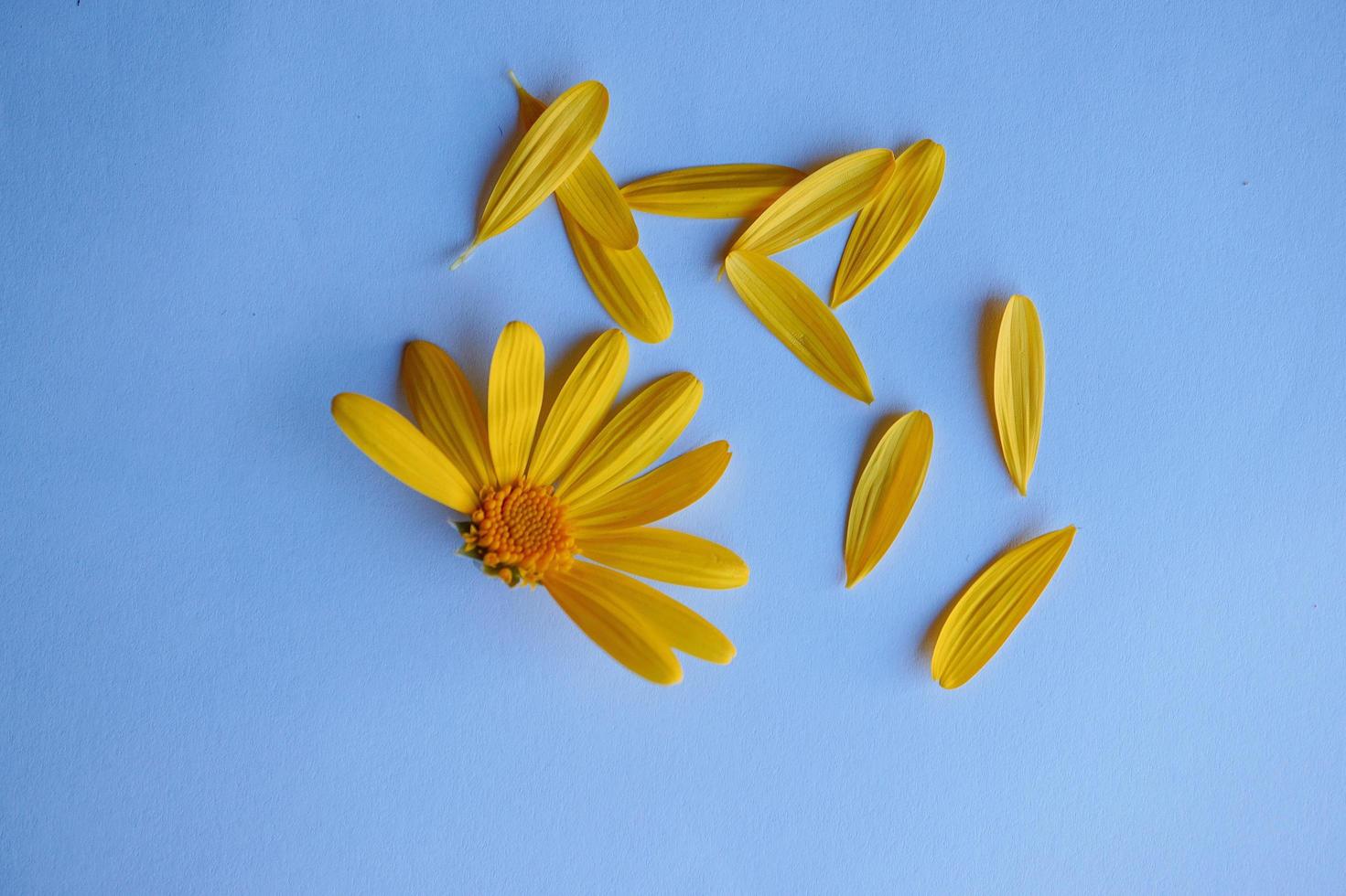 Beautiful yellow flower in the spring season photo