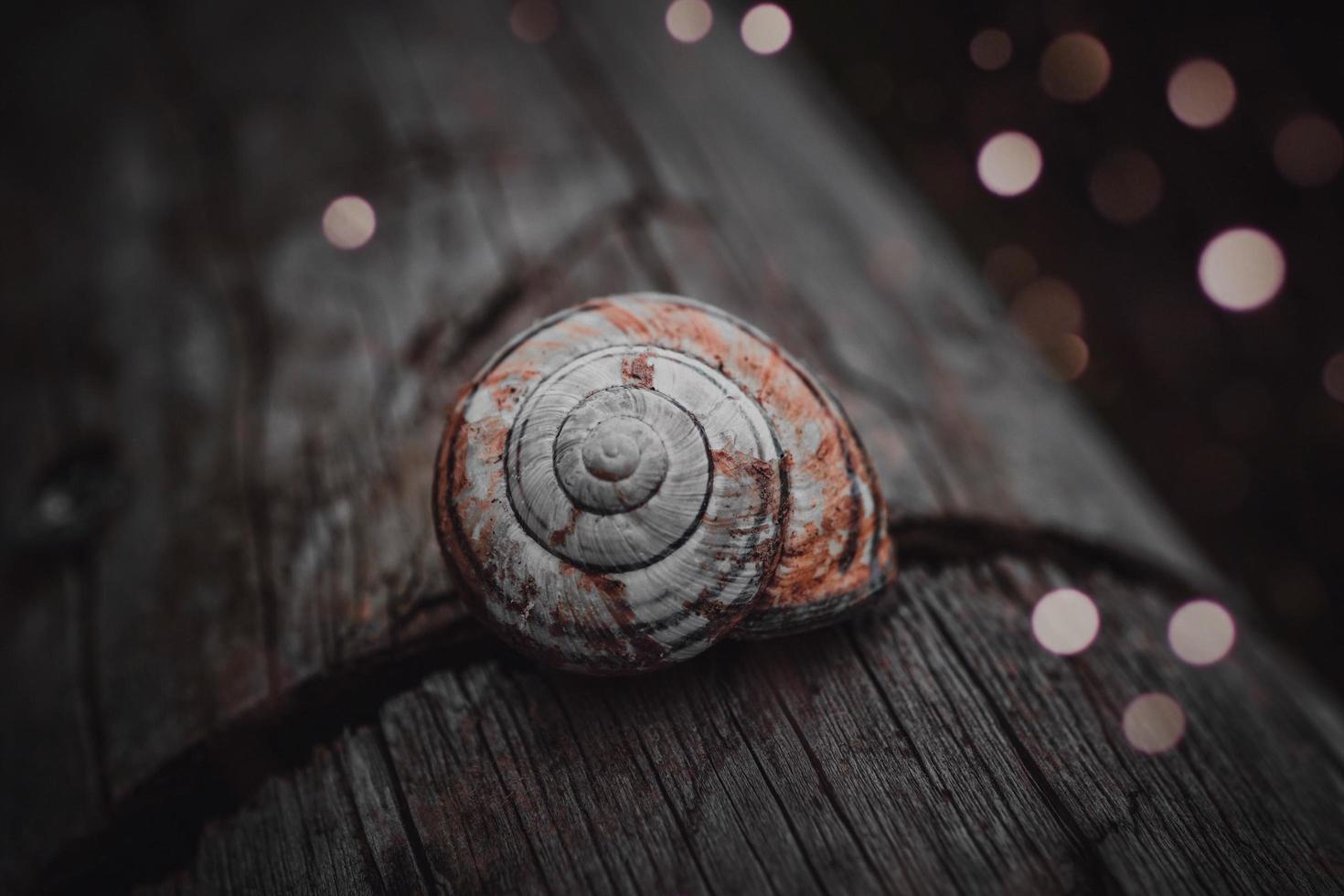 pequeño caracol blanco en la naturaleza foto