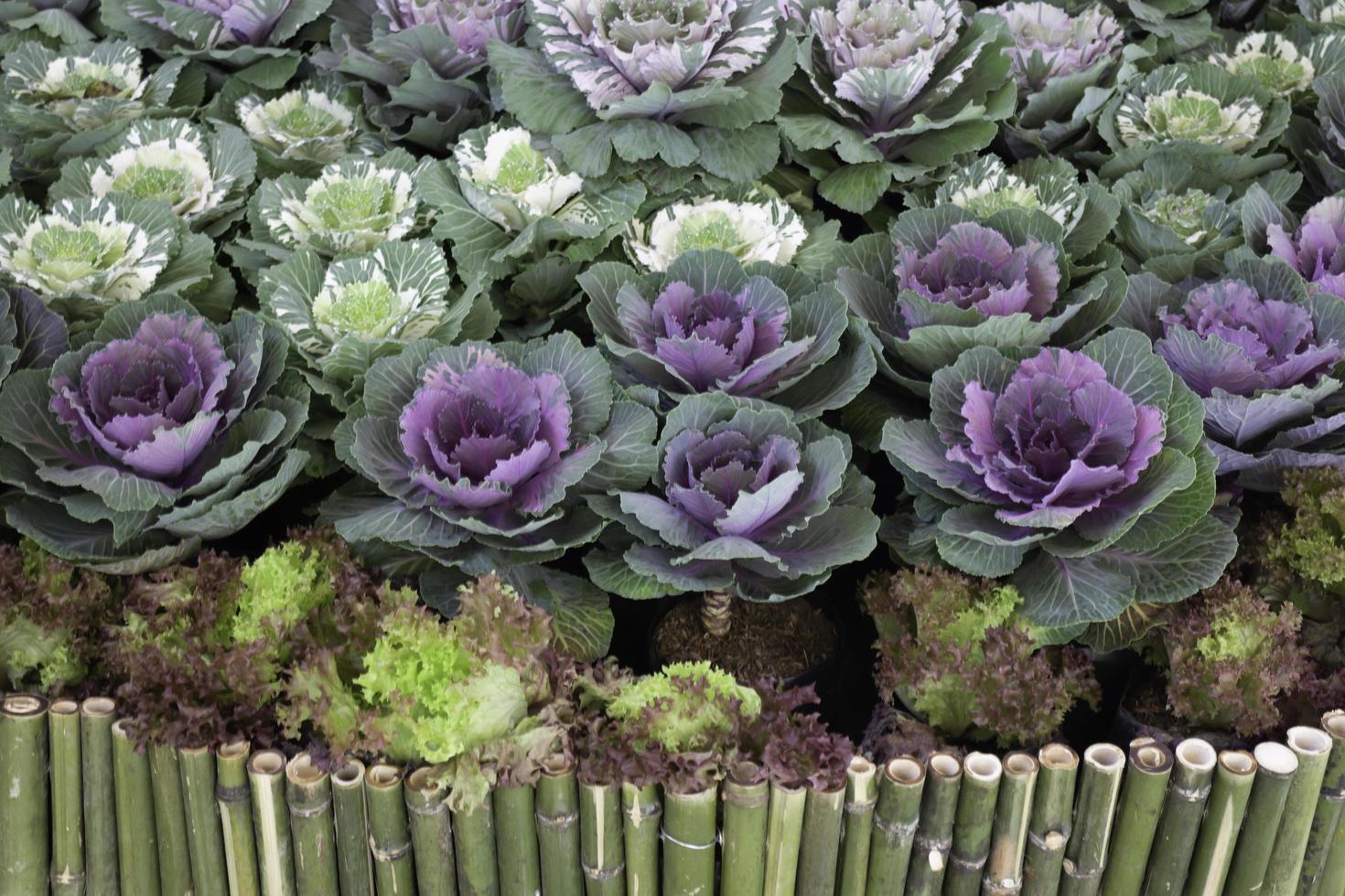 Purple cabbage in the garden photo