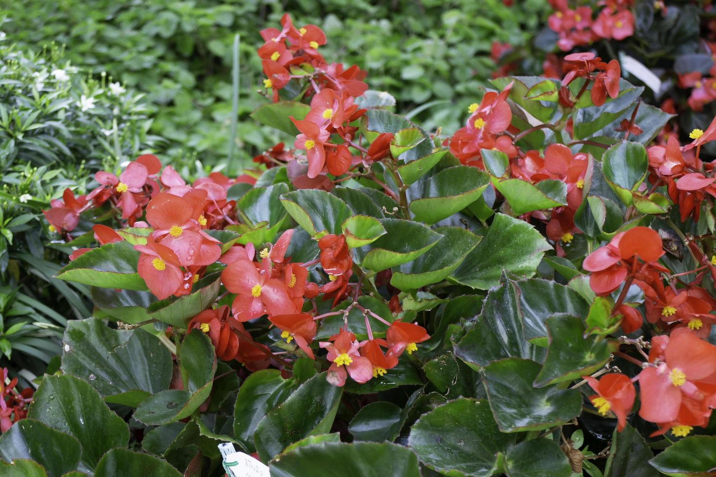 plantas rojas recién regadas foto