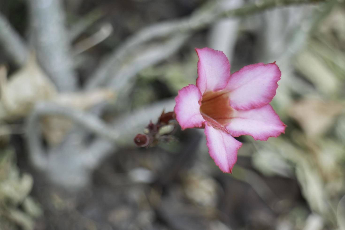 flor rosa en el jardín foto