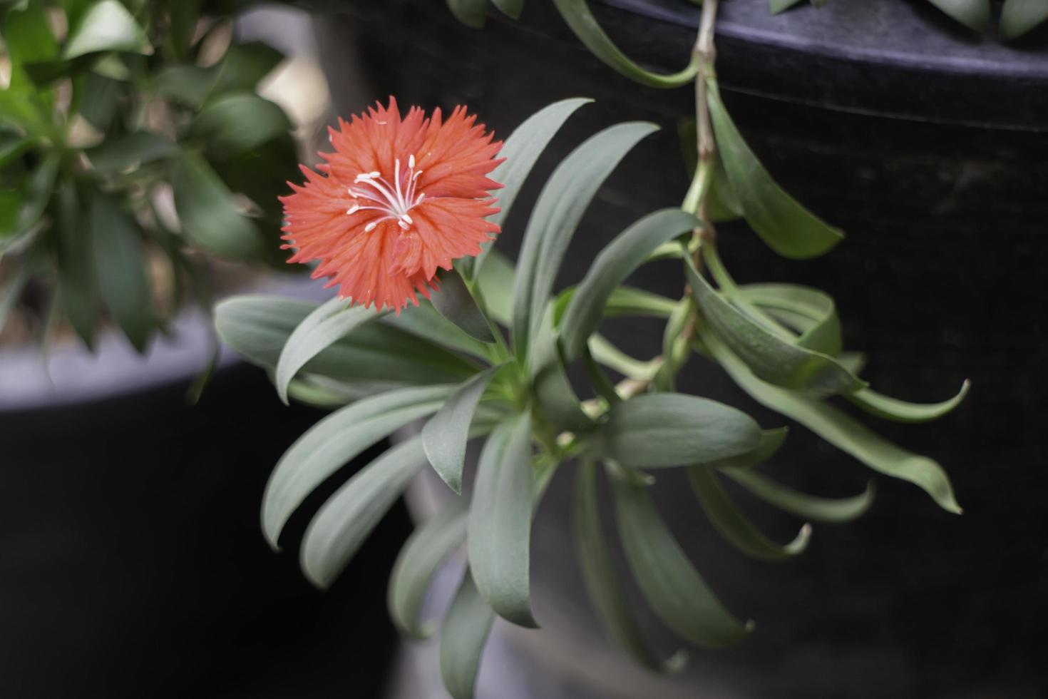 flor roja en el jardín interior foto