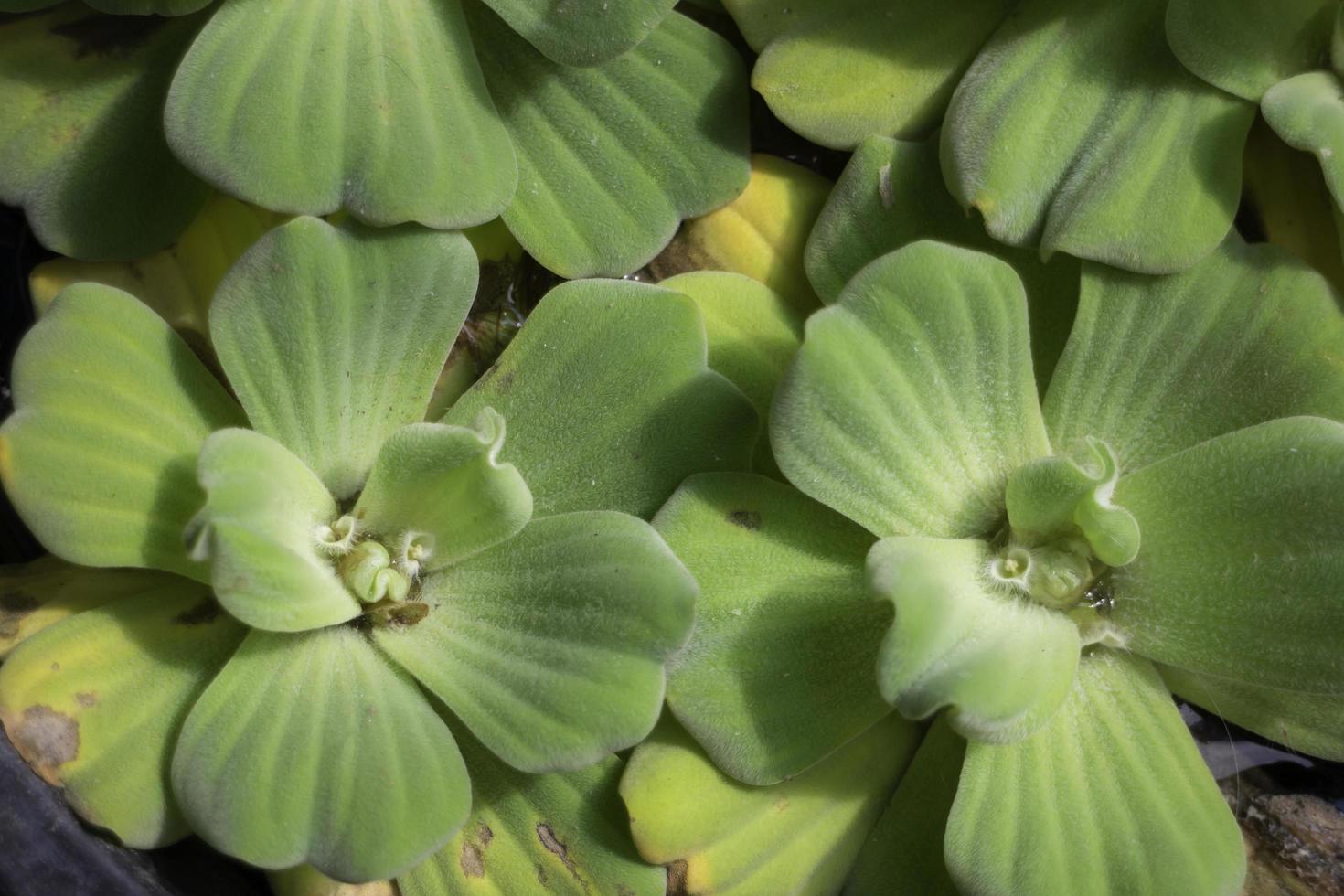 Small green succulents photo