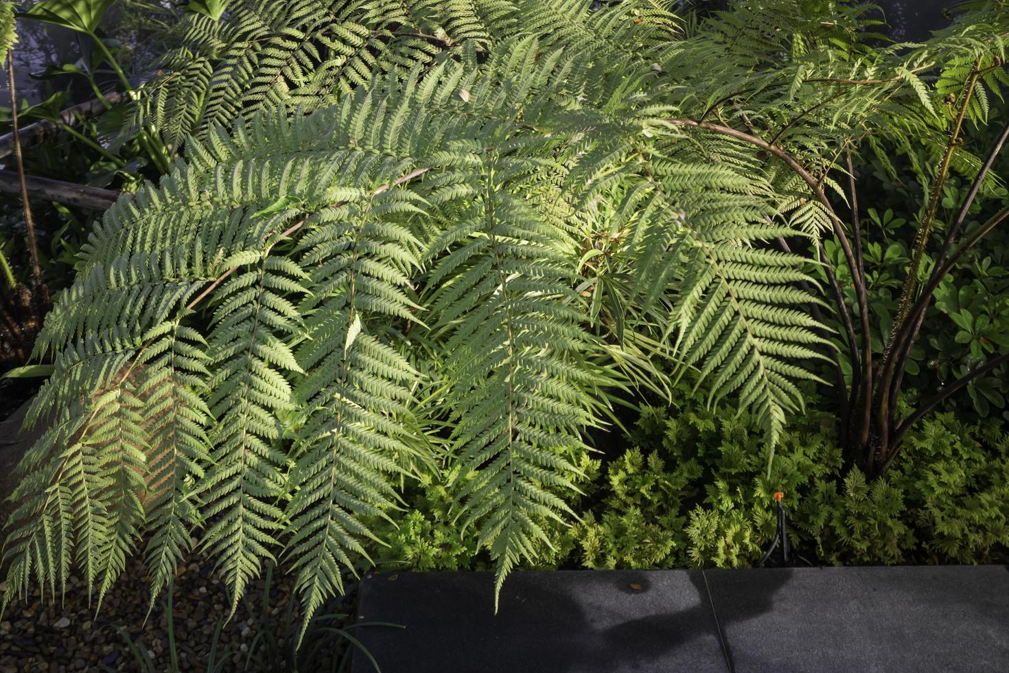 Big fern in the garden photo