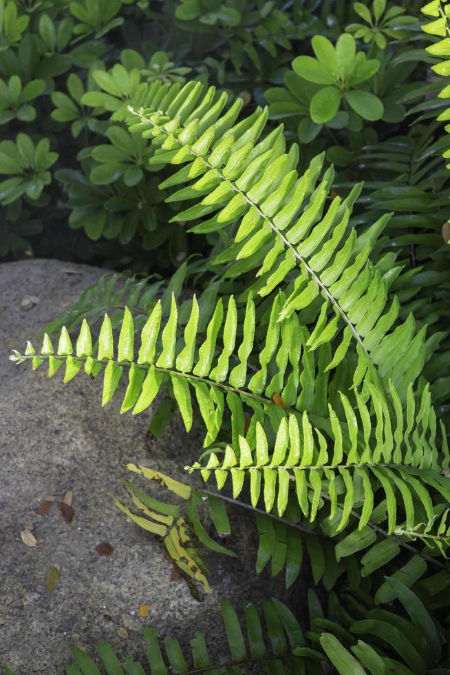 Fern in the garden photo