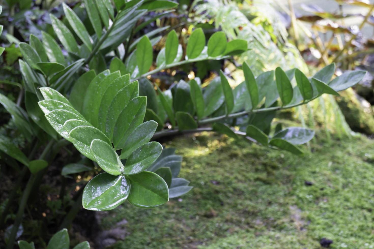 Planta de hojas cerosas en el jardín. foto