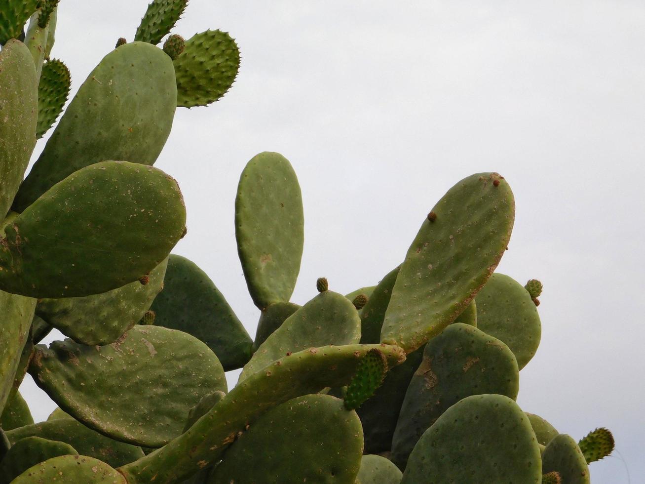 pronóstico Conjugado Línea de visión Hojas de cactus redondas contra un cielo azul 2109534 Foto de stock en  Vecteezy