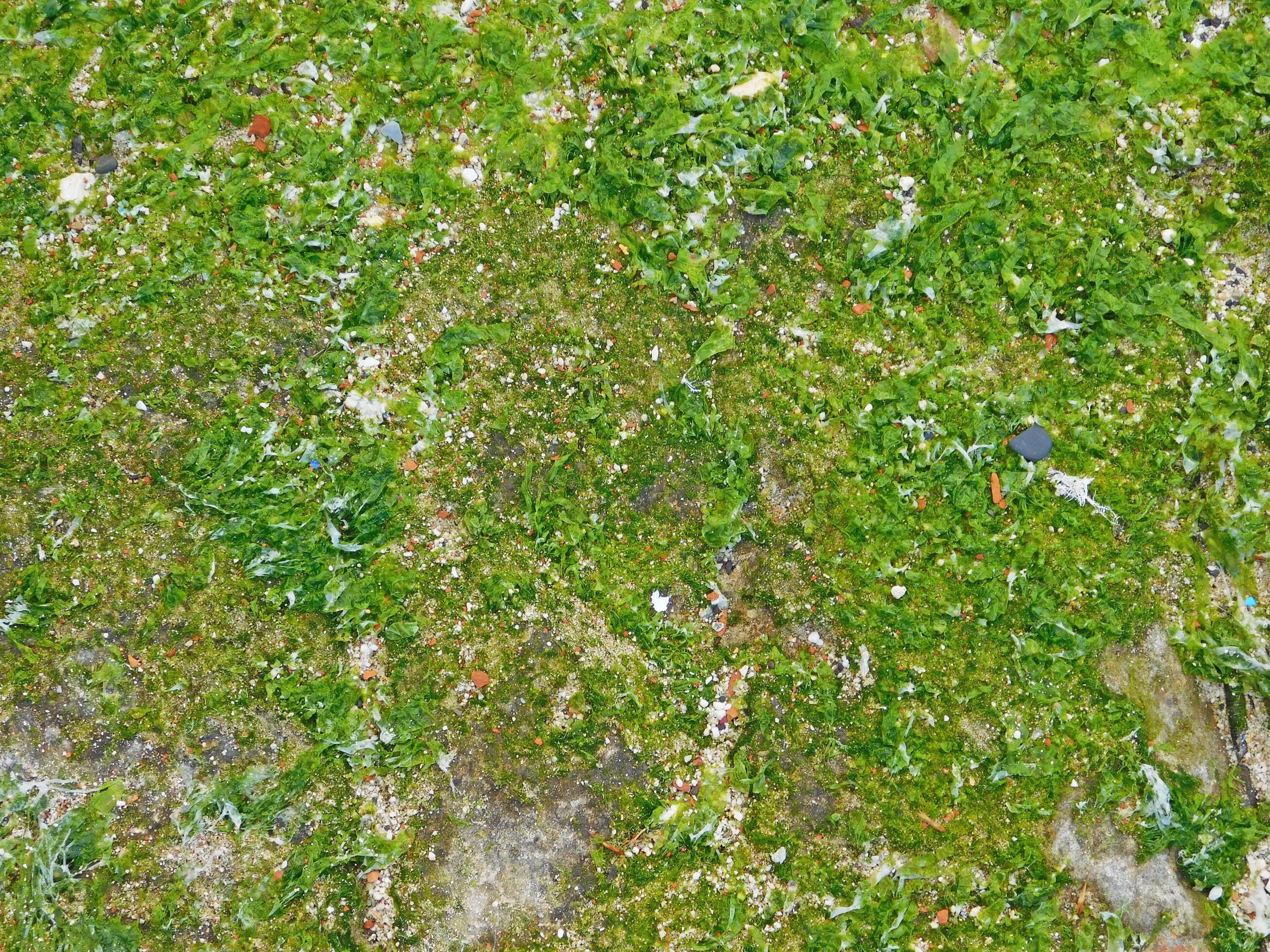 Patch of seaweed or algae for background or texture 2109551 Stock Photo