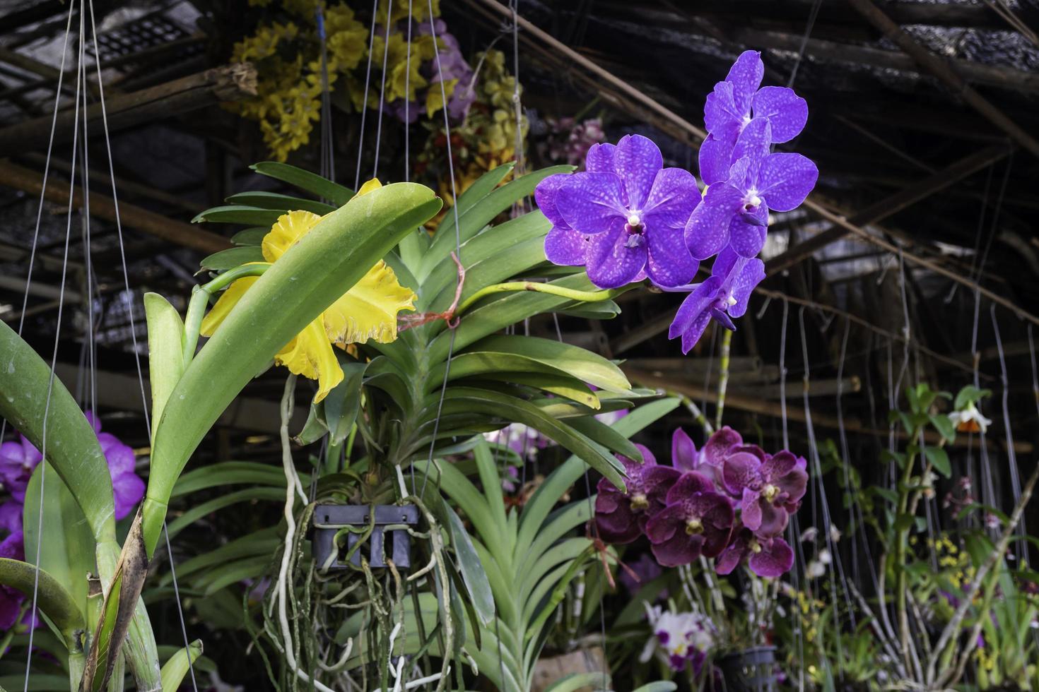 Plants at a nursery photo