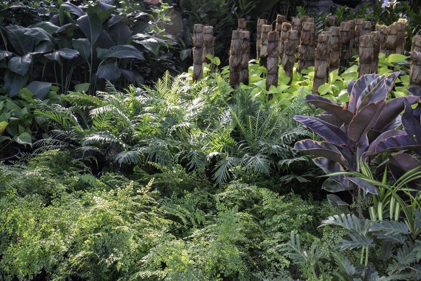 Lush garden with plants photo
