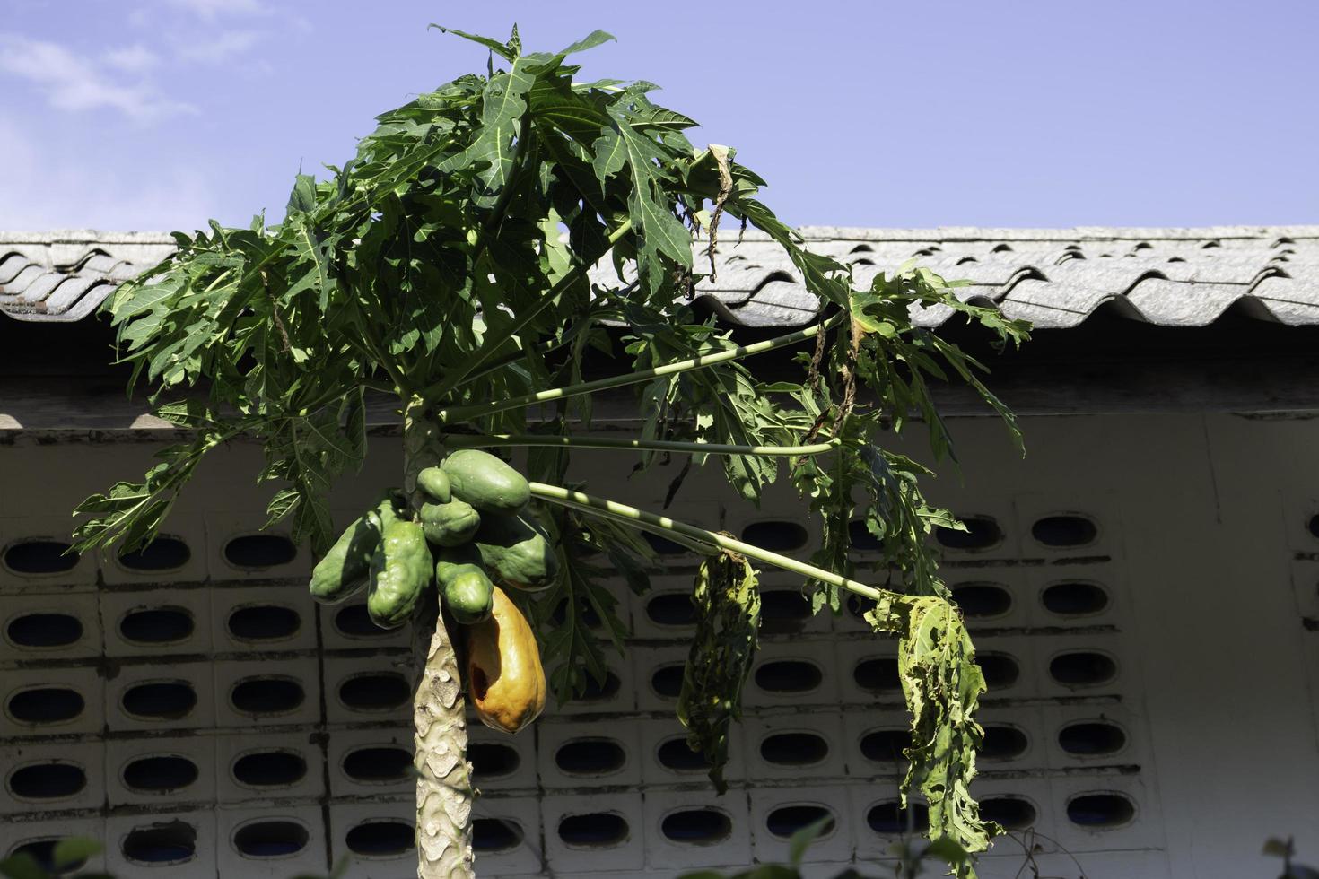 Papaya is ripe on tree photo