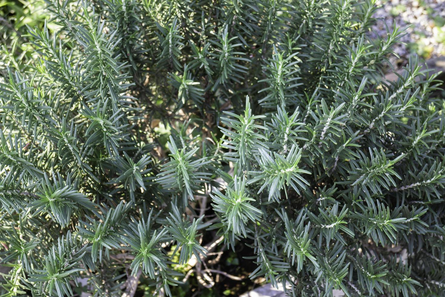 Rosemary leaves in a pot photo