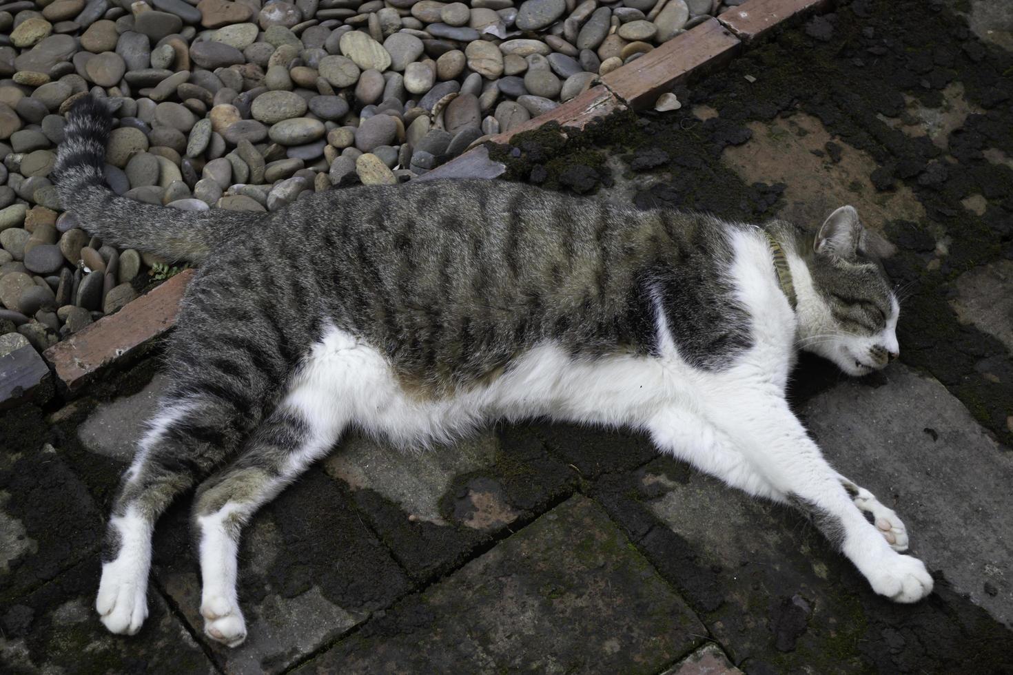 Cat sleeping on the concrete photo
