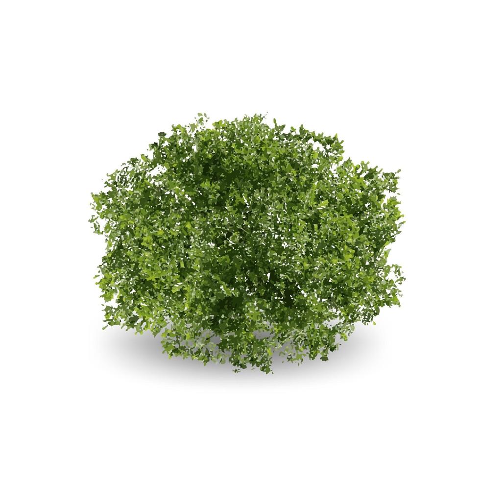 Realistic Tree on white background. vector