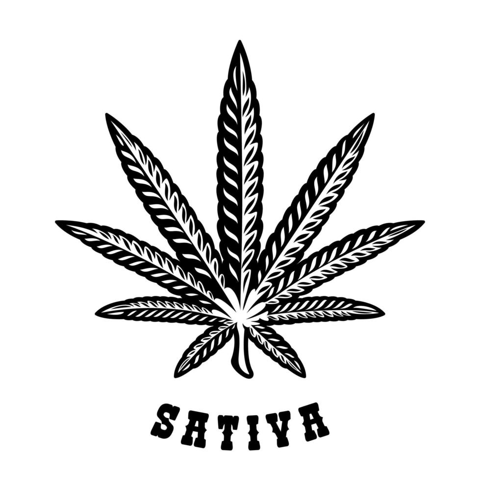 Vector illustration of a cannabis leaf Sativa on the white background.