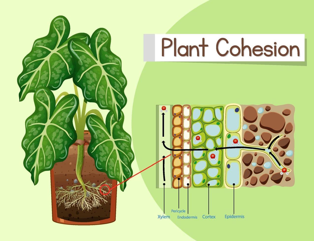 diagrama que muestra la cohesión vegetal vector