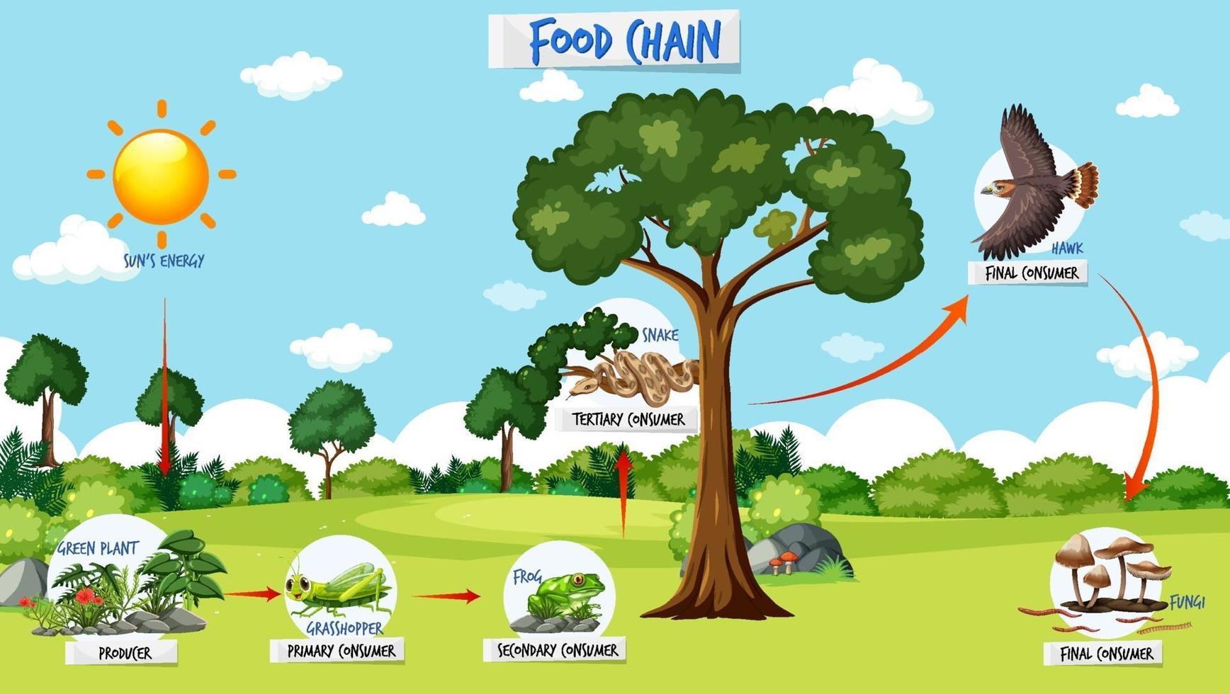 Food chain diagram concept on forest background vector