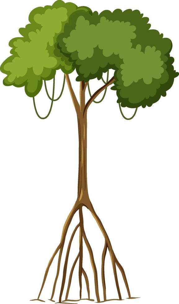 Único árbol de la selva tropical con grandes raíces aislado sobre fondo blanco. vector