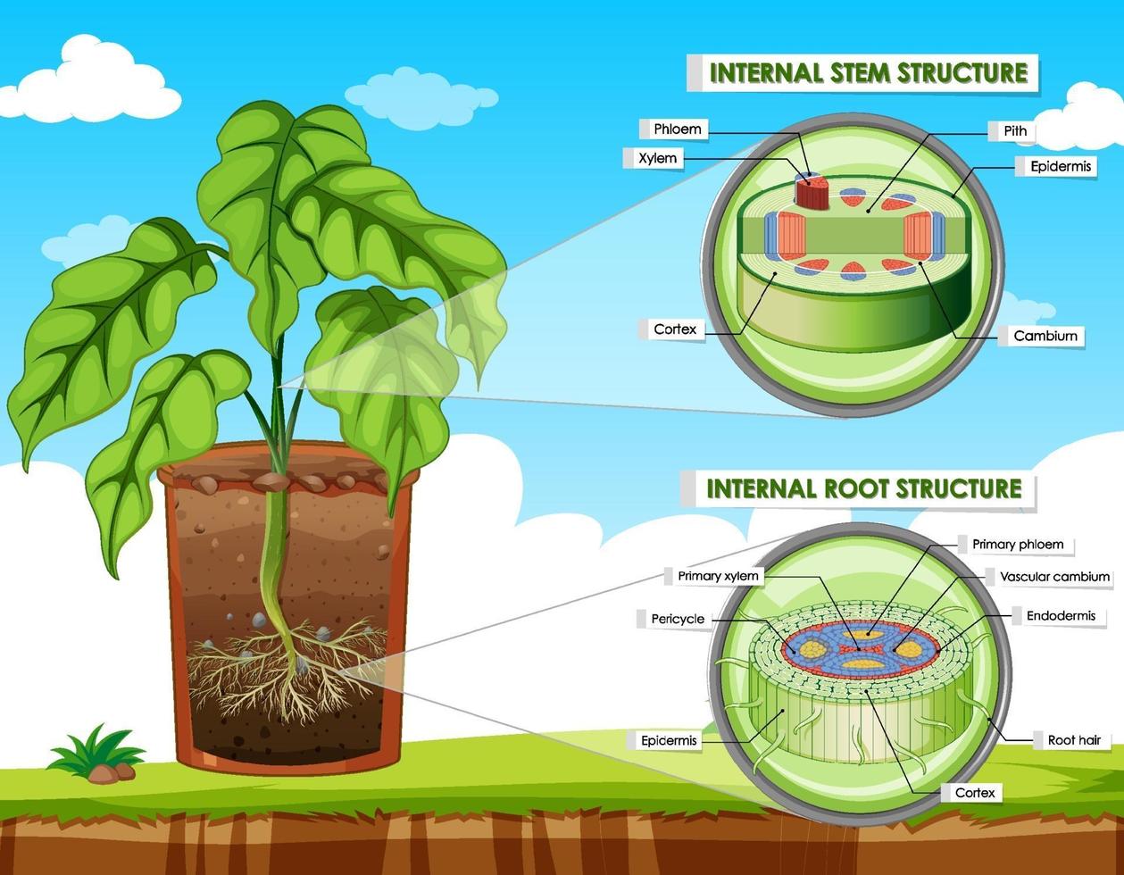 Diagram showing stem and root structure vector