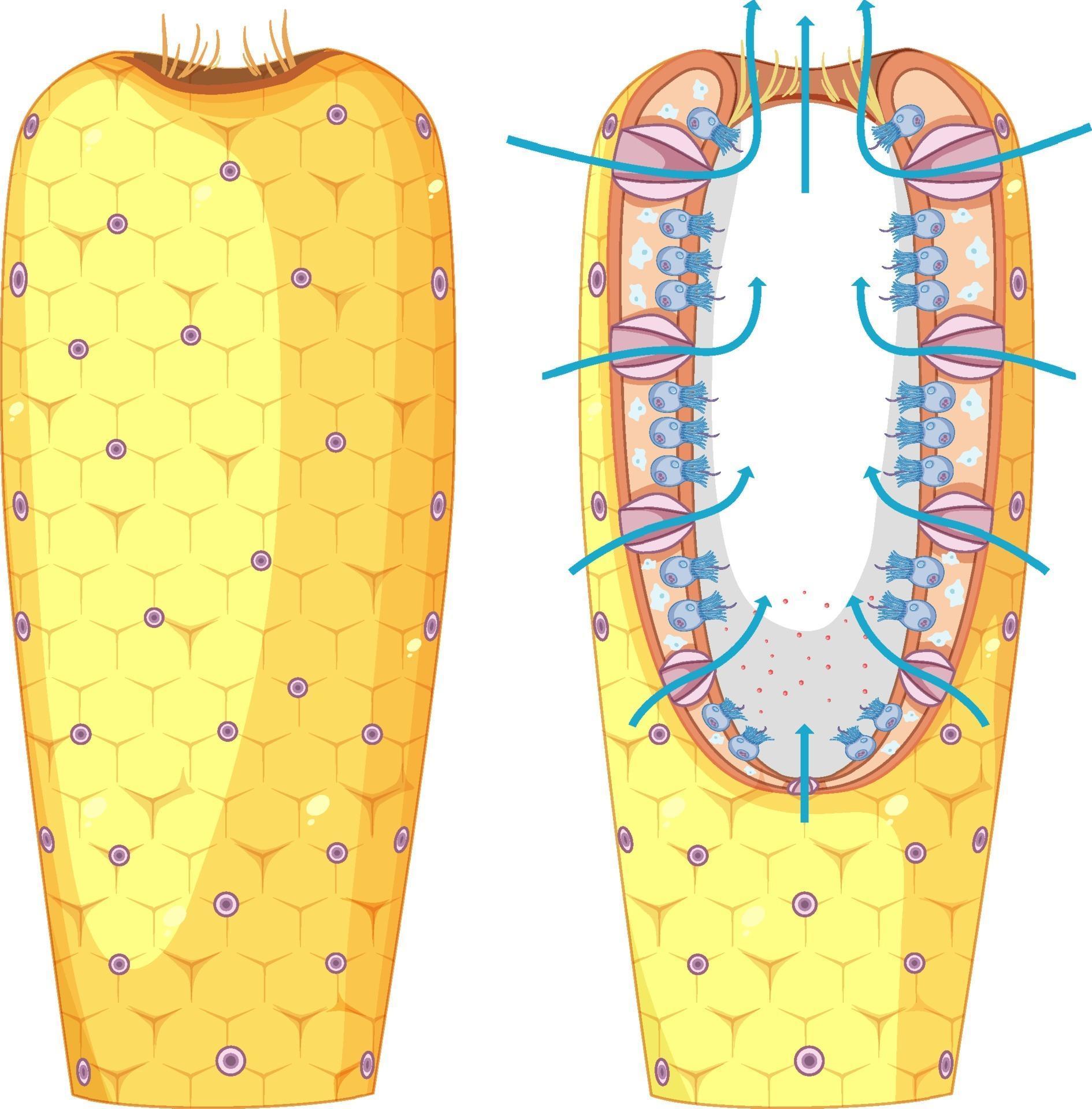 Diagram of sponges structure for biology education 2111863 Vector Art
