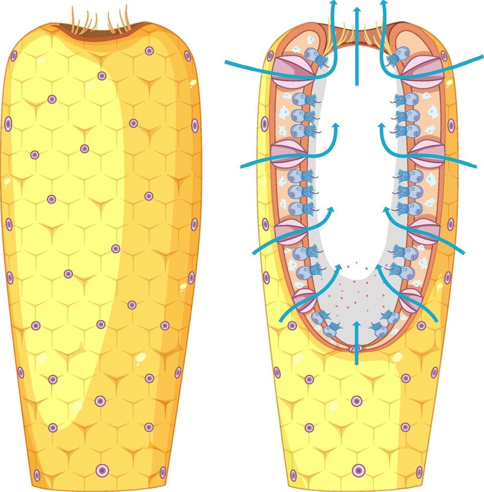 diagrama de la estructura de las esponjas para la educación en biología vector