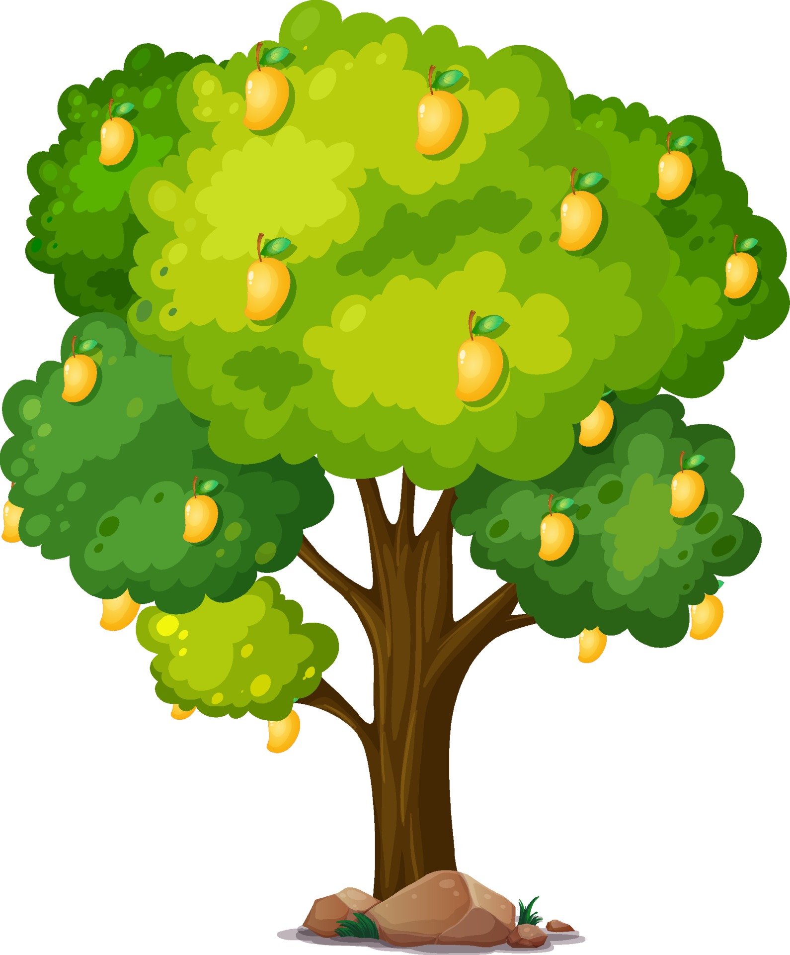 Yellow mango tree isolated on white background 2111864 Vector Art at ...