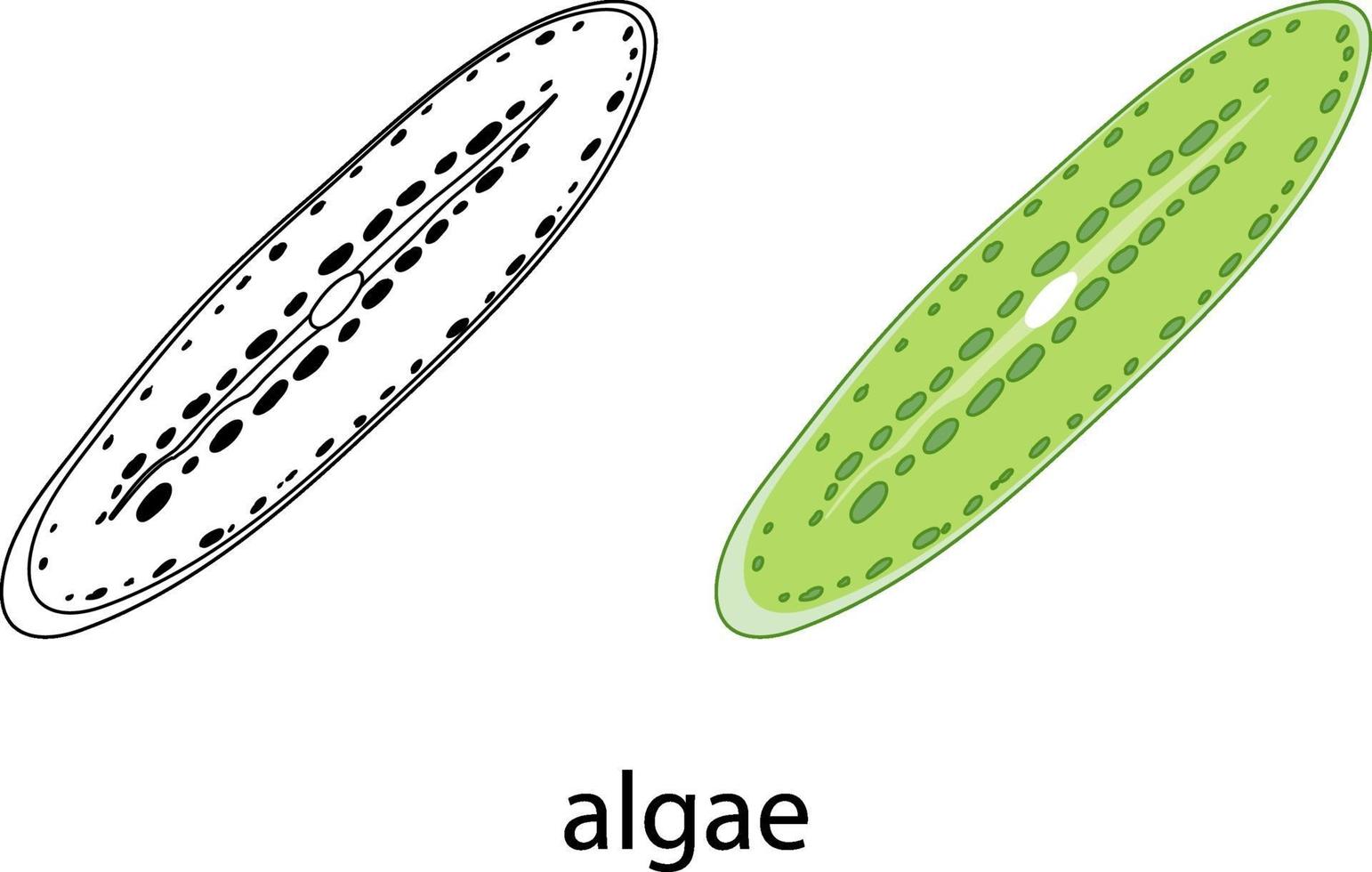 Algae in colour and doodle on white background vector