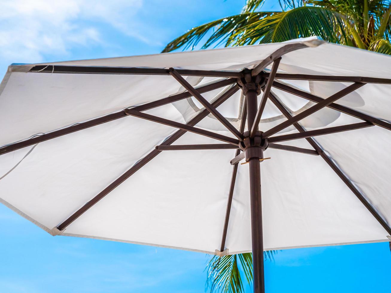 White umbrella with coconut palm tree photo