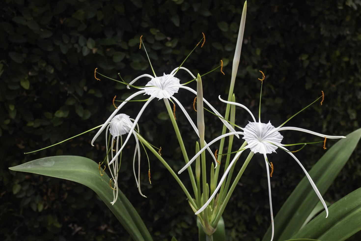 White Schnhutchen Hymenocallis latifolia flower in garden photo