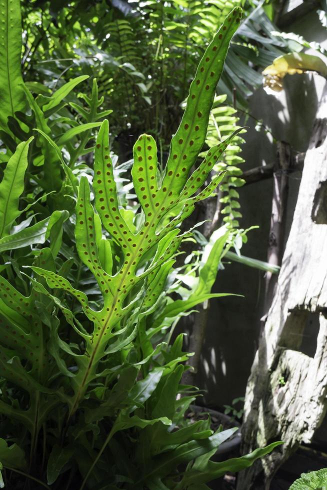 Beautiful green fern leaves photo