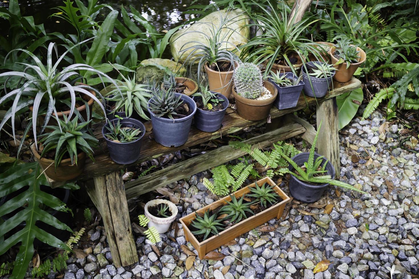 Potted plants in the garden photo